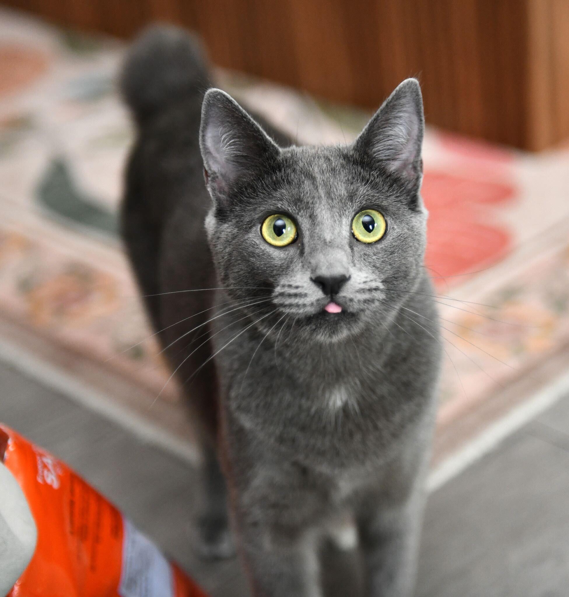 Enlarge Curry and Coriander, a other Domestic Short Hair in Seattle, WA image 3/6