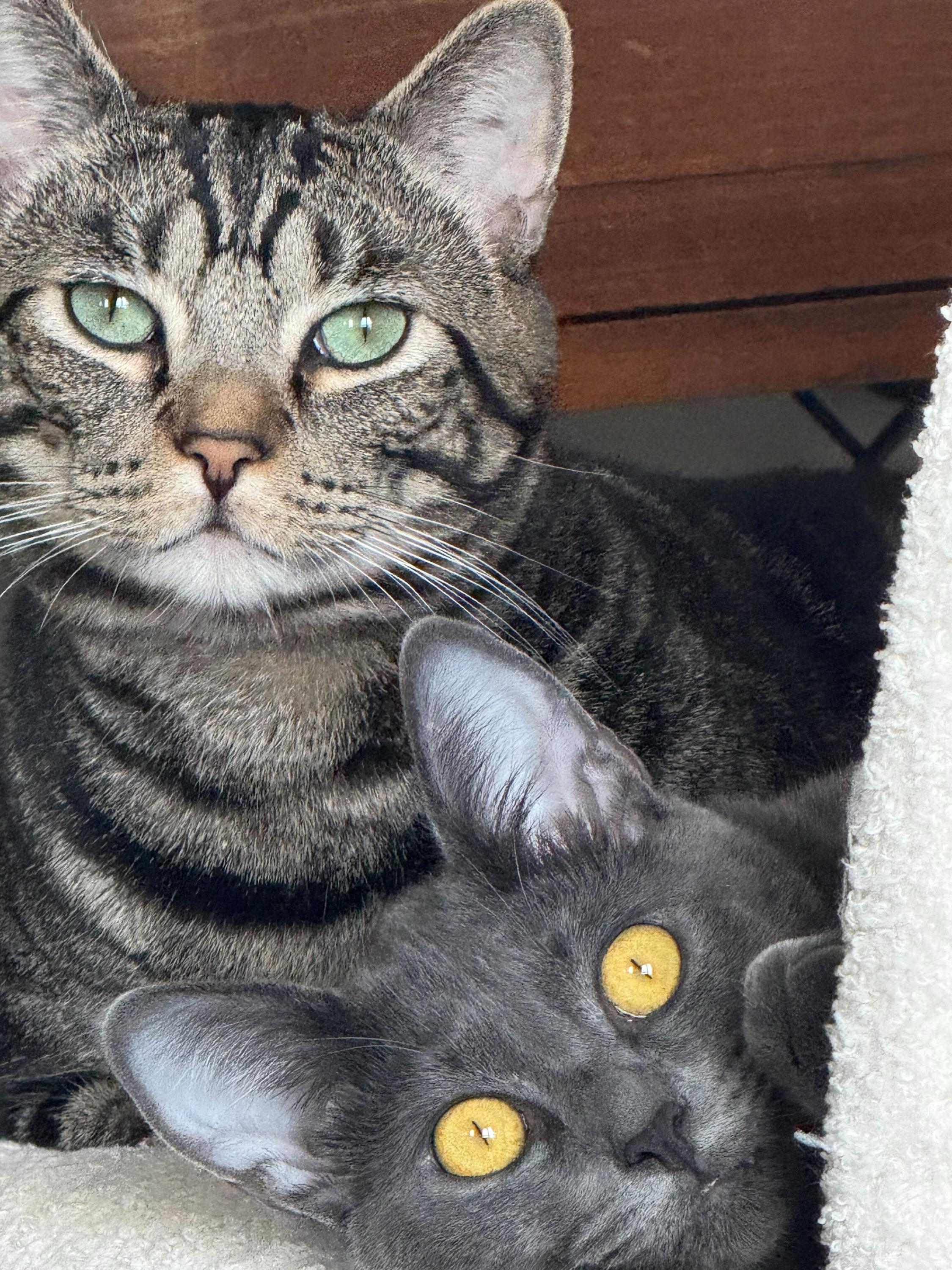 Enlarge Curry and Coriander, a other Domestic Short Hair in Seattle, WA image 1/6