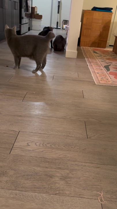 Enlarge Curry and Coriander, a other Domestic Short Hair in Seattle, WA video 6/6