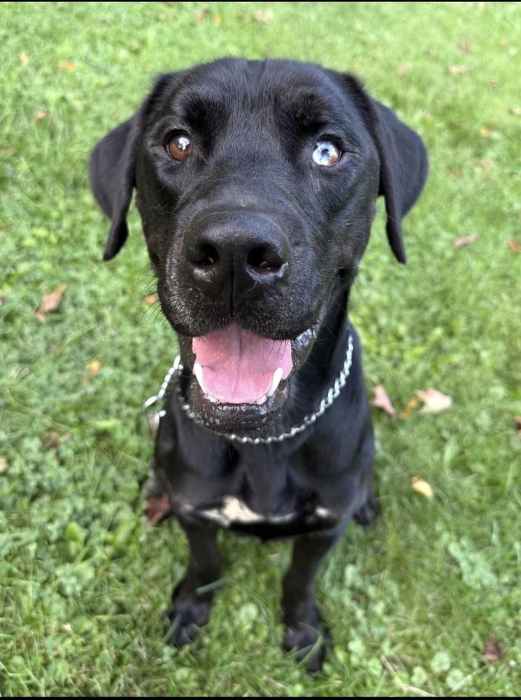 Scotty, Adoptable, Adult Male Labrador Retriever.