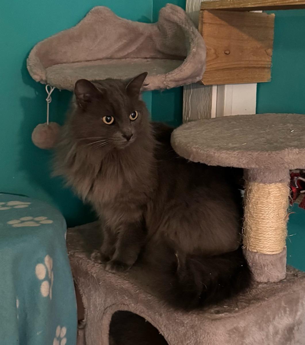 Freya, a Adoptable Domestic Medium Hair in Temecula, CA image 3/3