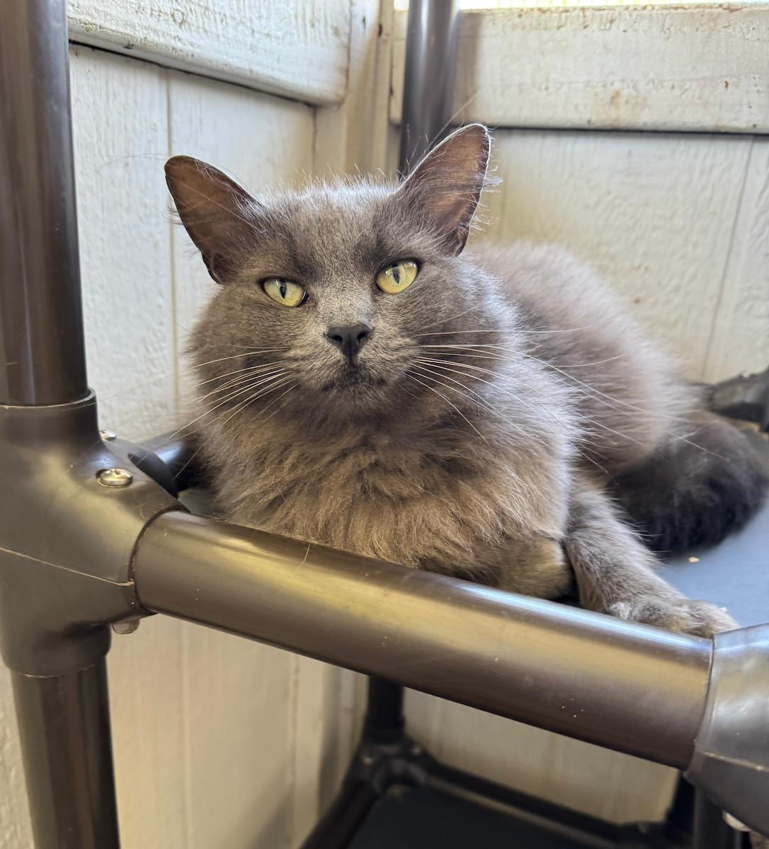 Freya, a Adoptable Domestic Medium Hair in Temecula, CA image 1/3
