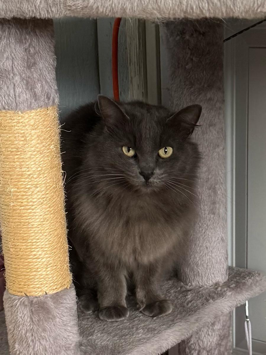 Freya, a Adoptable Domestic Medium Hair in Temecula, CA image 2/3