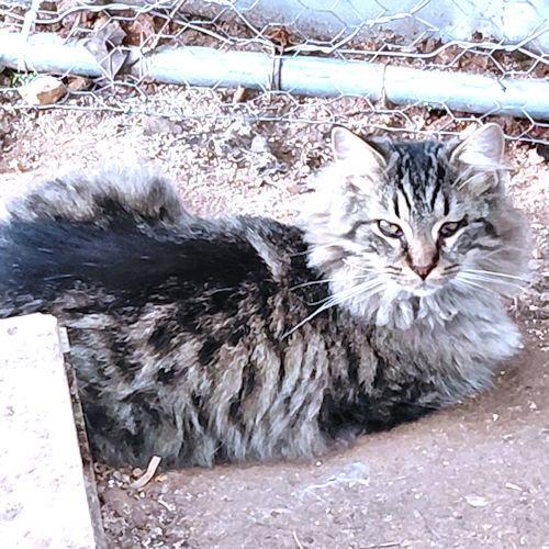 Enlarge Pepper, a Adopted Tabby in Rutherfordton, NC image 1/3