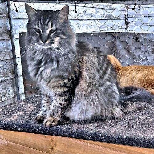 Enlarge Pepper, a Adopted Tabby in Rutherfordton, NC image 2/3