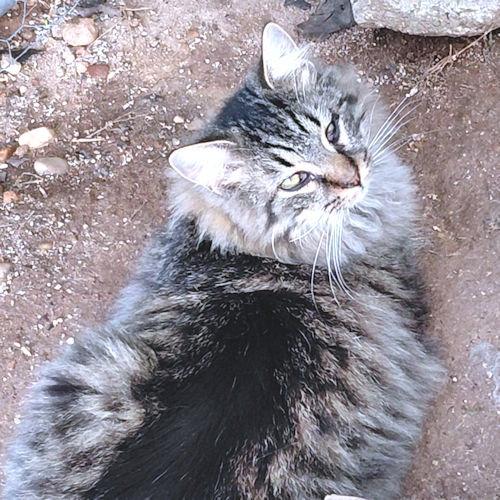 Enlarge Pepper, a Adopted Tabby in Rutherfordton, NC image 3/3