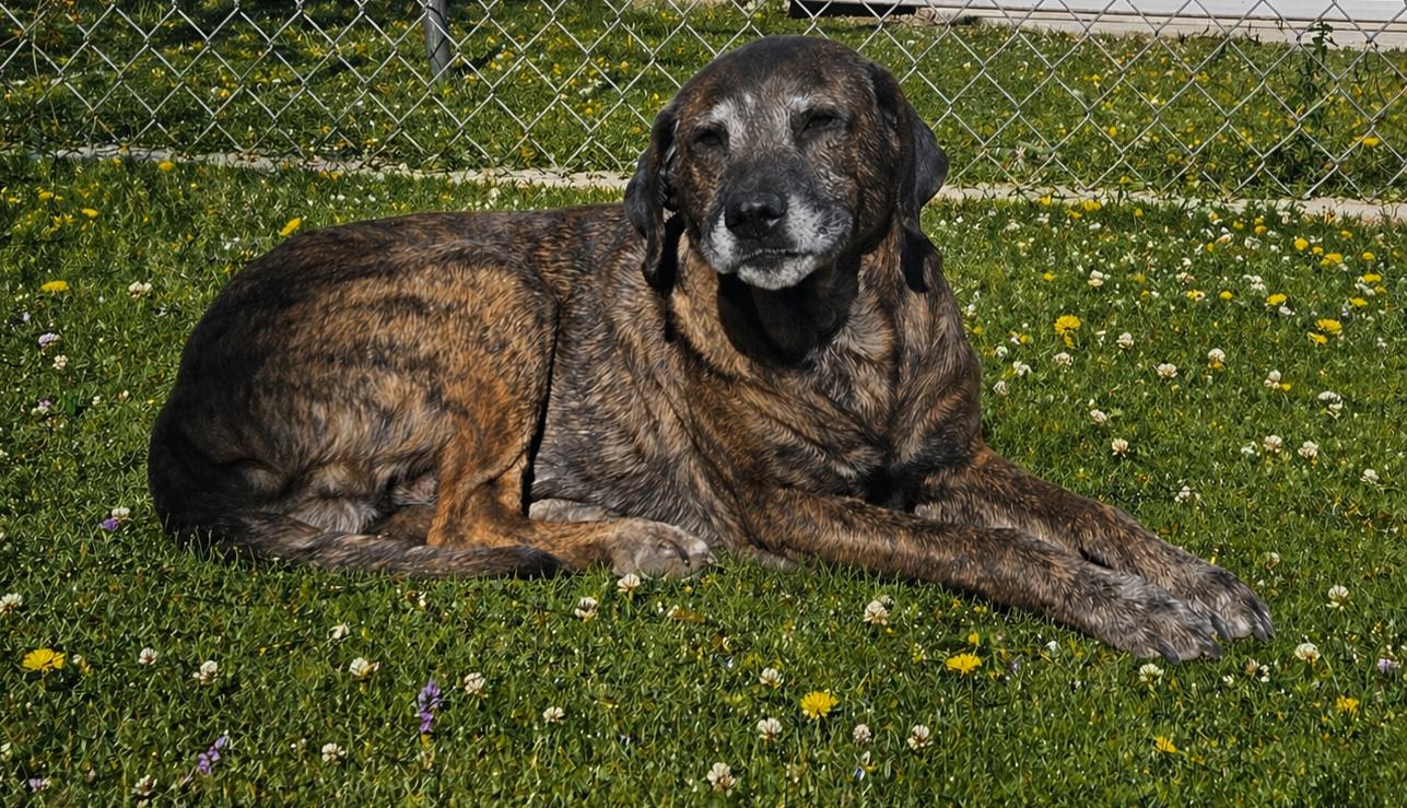 Coco, Adoptable, Senior Male Labrador Retriever.