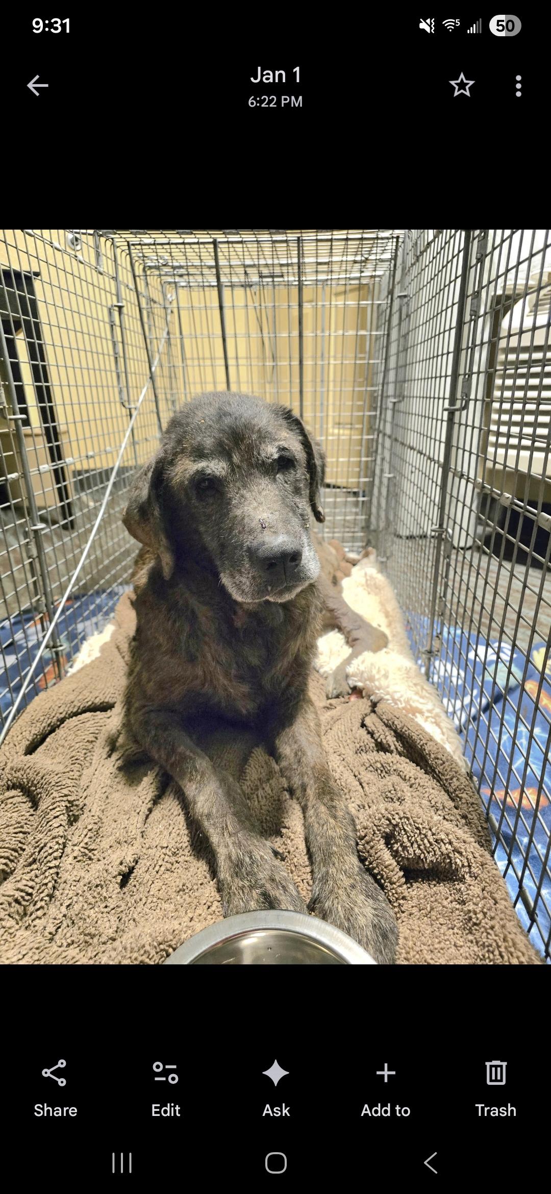 Enlarge Coco, a Adoptable mixed breed in Selma, CA image 5/5