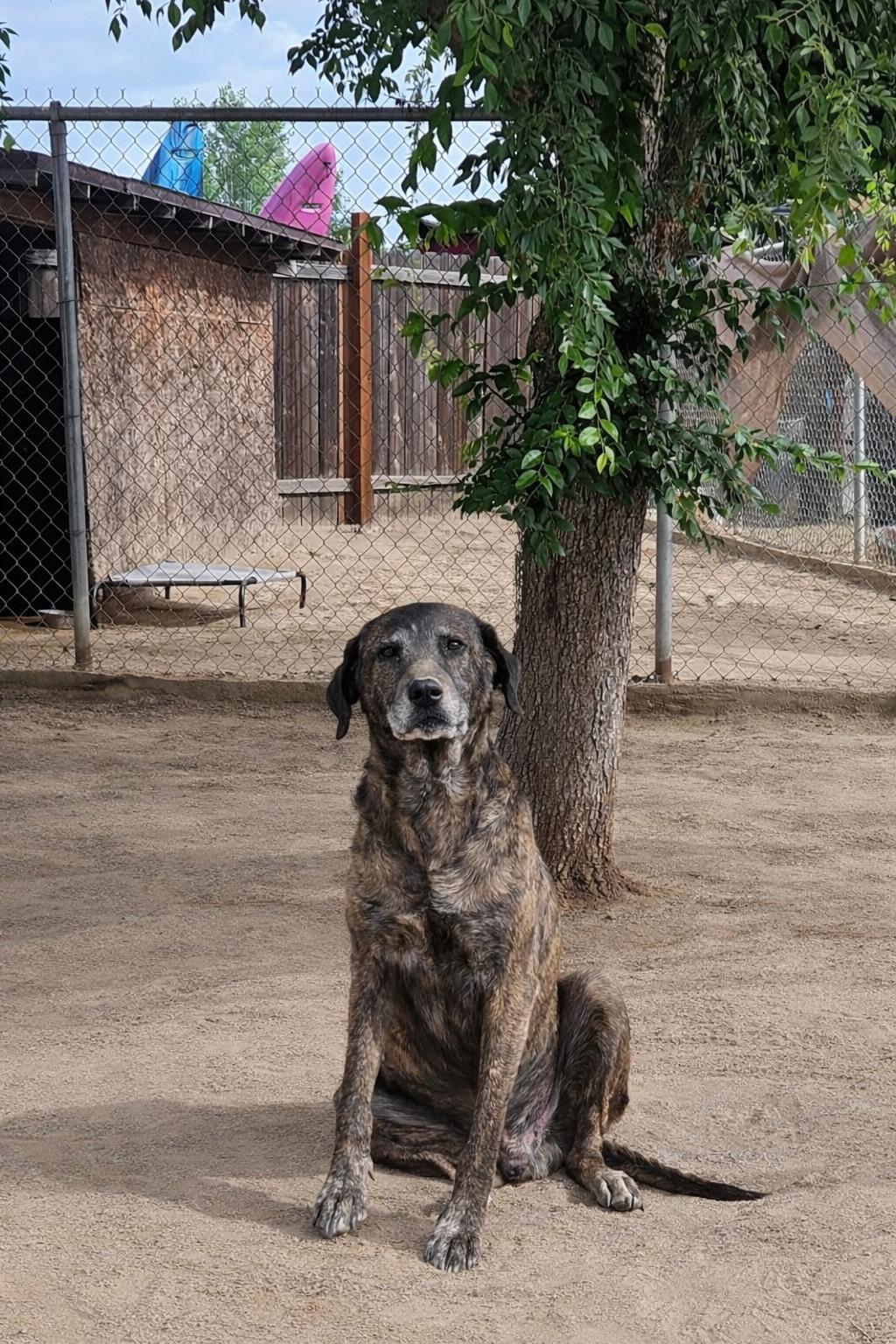 Enlarge Coco, a Adoptable mixed breed in Selma, CA image 3/5