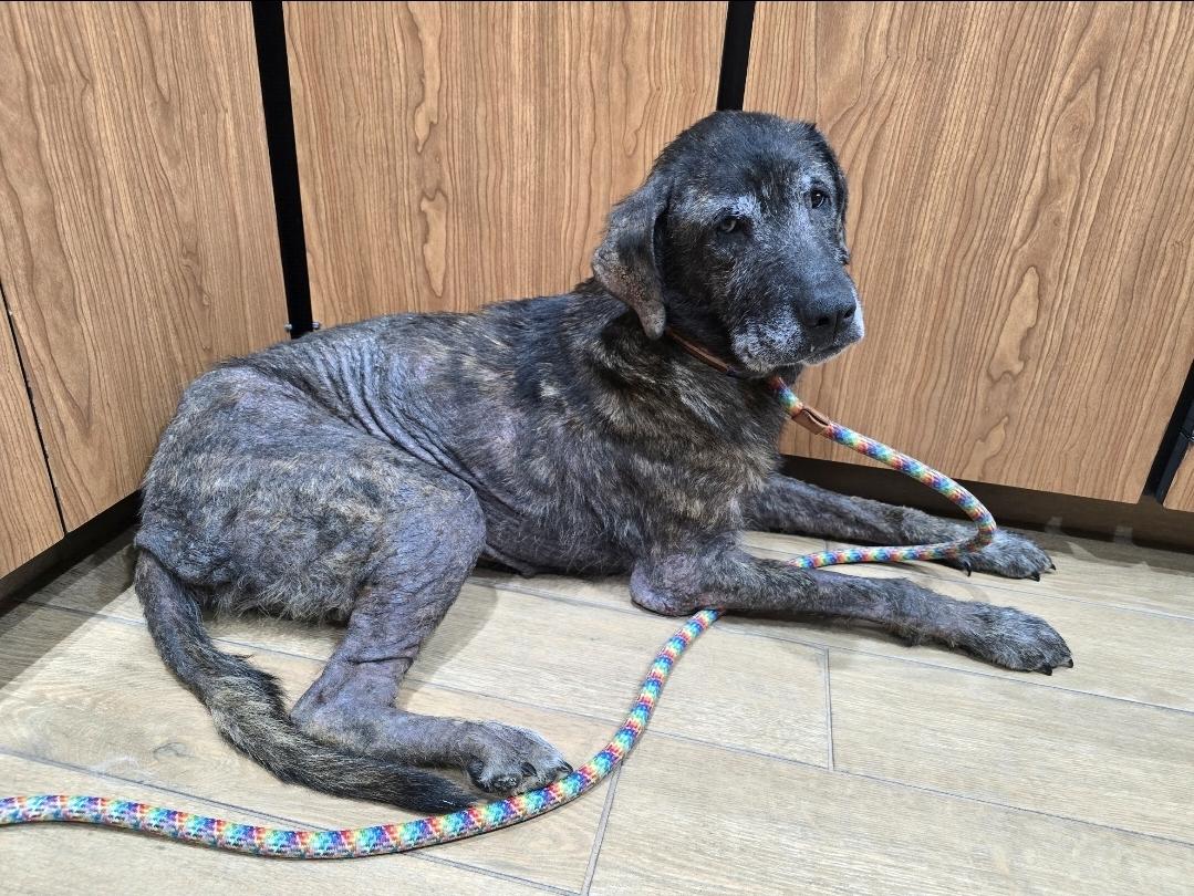 Enlarge Coco, a Adoptable mixed breed in Selma, CA image 4/5