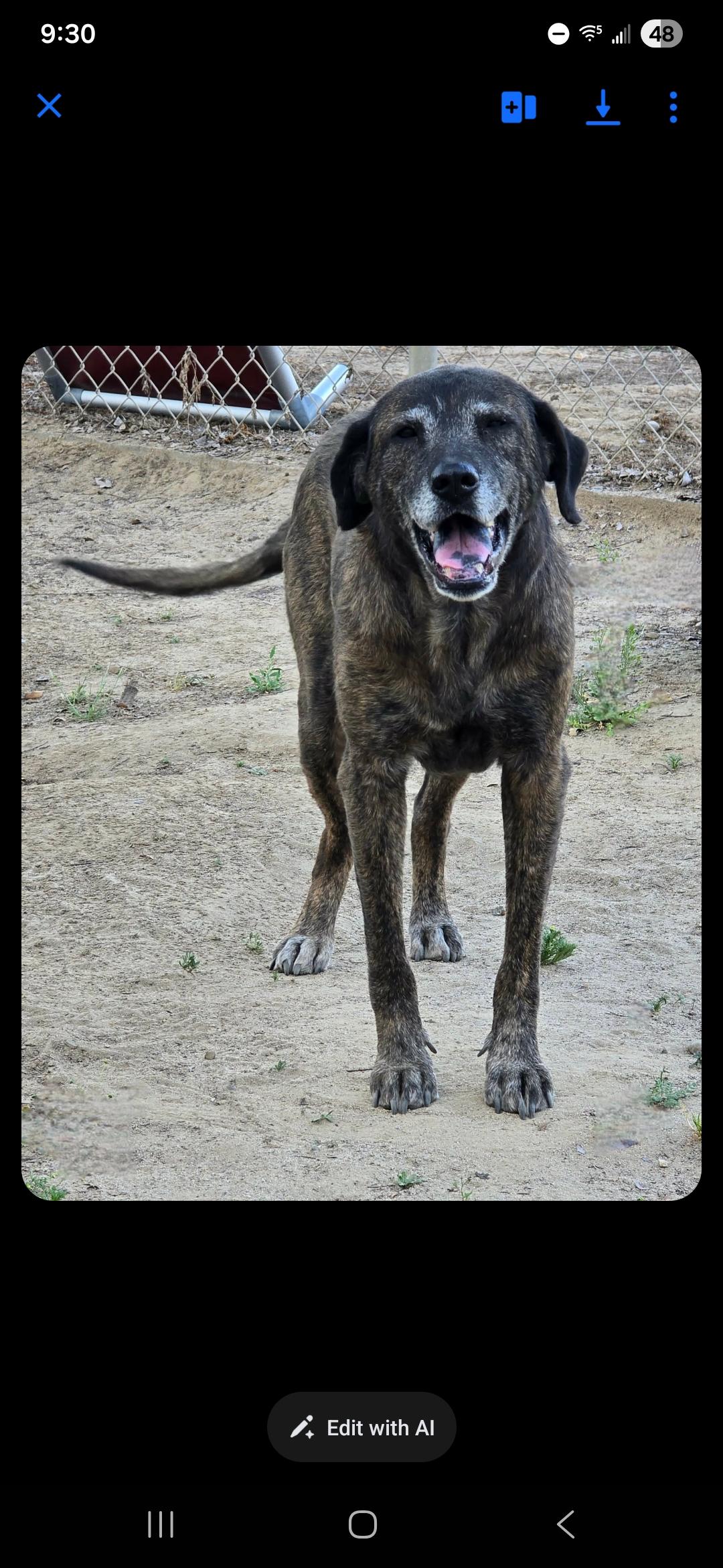 Enlarge Coco, a Adoptable mixed breed in Selma, CA image 2/5