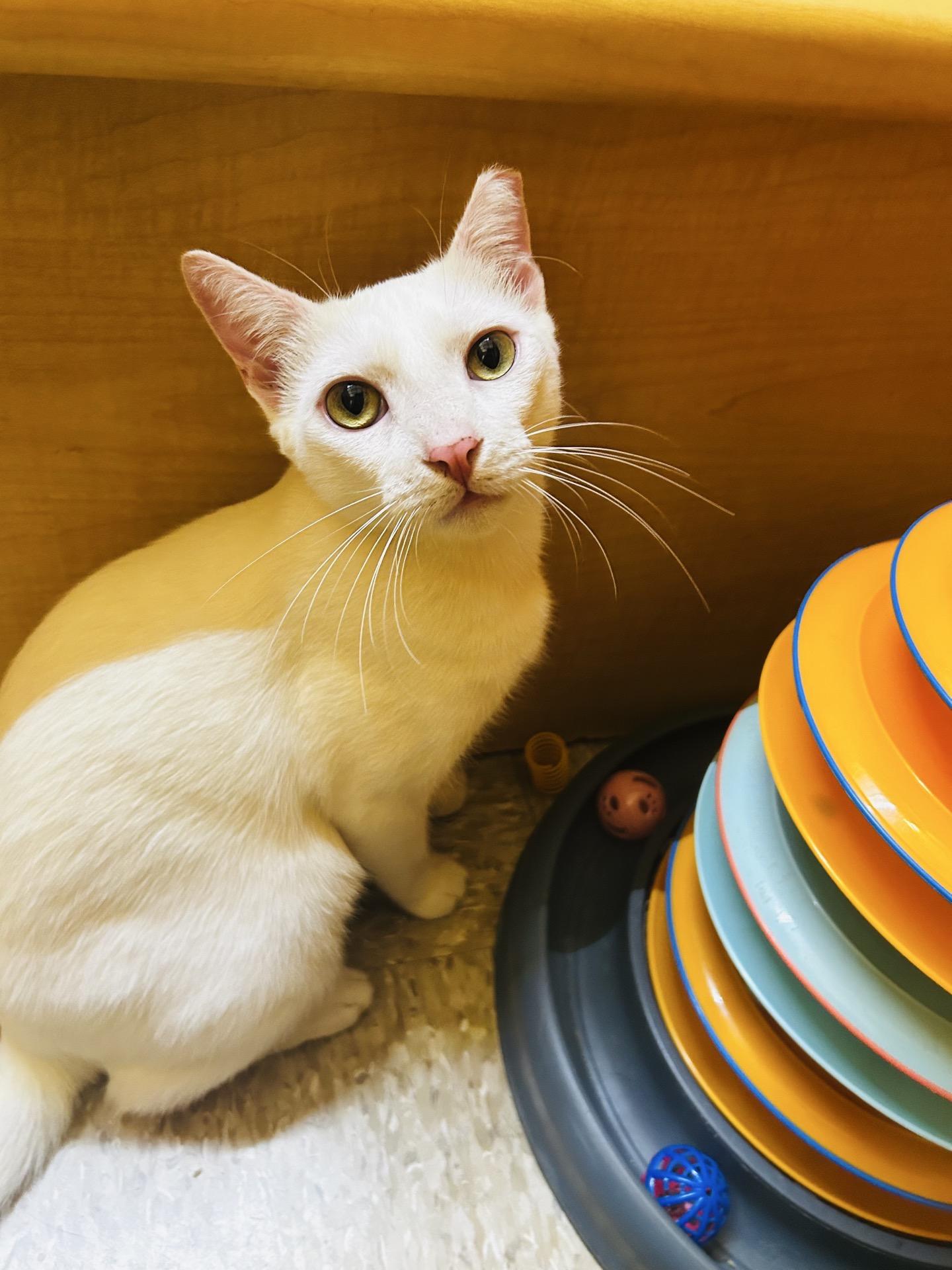 Senior Blanco & Smudge Brothers & Best Friends for Life, a ADOPTABLE Domestic Short Hair in Sunset Valley, TX image 1/6