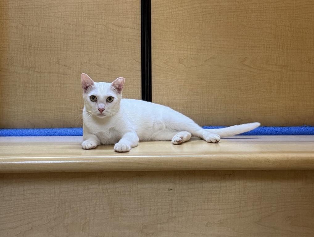 Senior Blanco & Smudge Brothers & Best Friends for Life, a ADOPTABLE Domestic Short Hair in Sunset Valley, TX image 5/6
