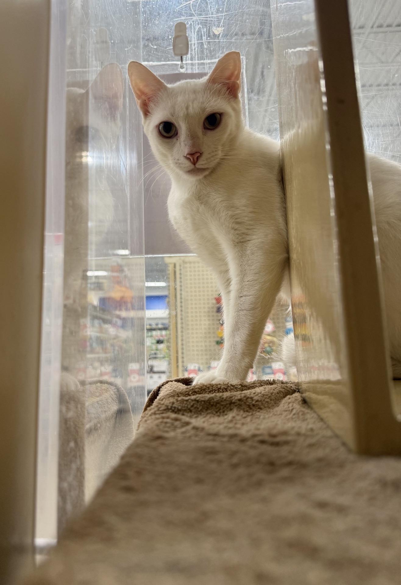 Senior Blanco & Smudge Brothers & Best Friends for Life, a ADOPTABLE Domestic Short Hair in Sunset Valley, TX image 3/6