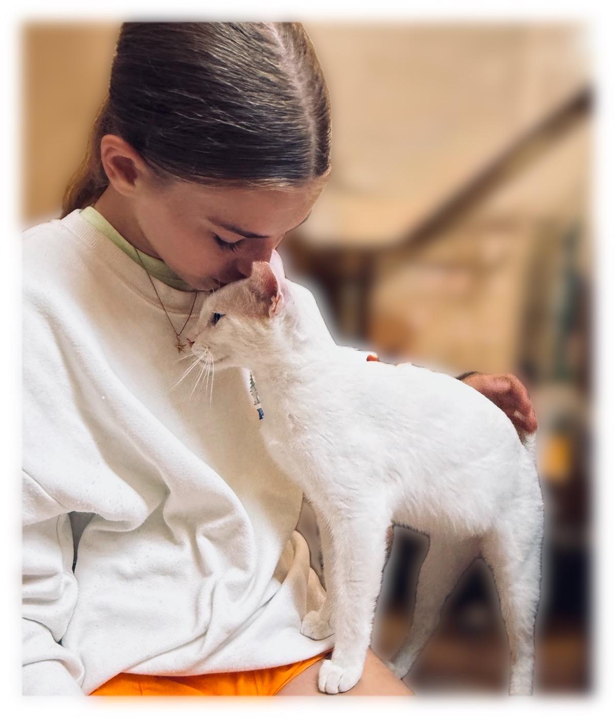 Senior Blanco & Smudge Brothers & Best Friends for Life, a ADOPTABLE Domestic Short Hair in Sunset Valley, TX image 6/6