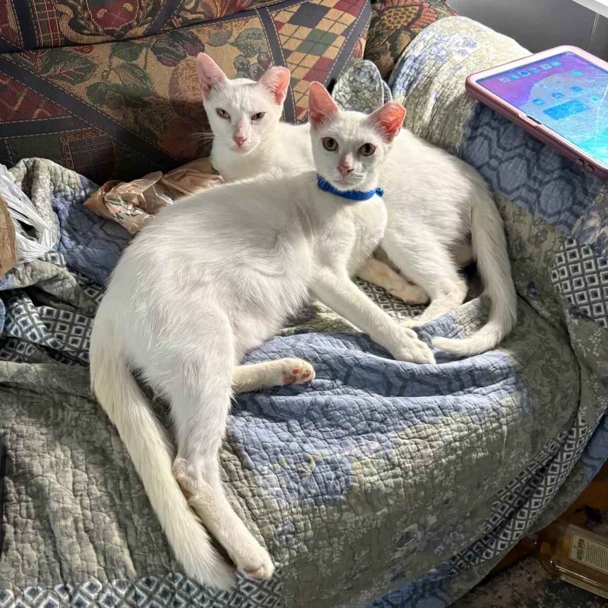Senior Blanco & Smudge Brothers & Best Friends for Life, a ADOPTABLE Domestic Short Hair in Sunset Valley, TX image 2/6