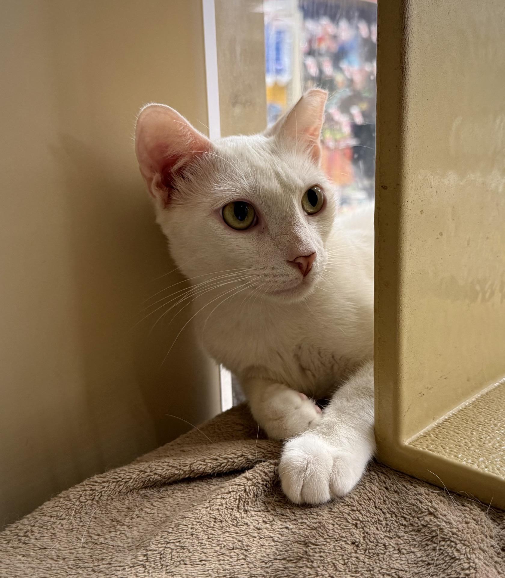 Senior Blanco & Smudge Brothers & Best Friends for Life, a ADOPTABLE Domestic Short Hair in Sunset Valley, TX image 4/6