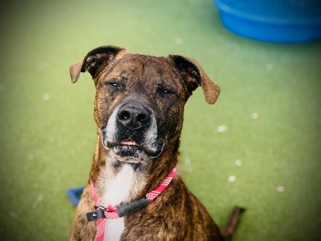 LAZARUS, Adoptable, Adult Male Pit Bull Terrier & Mixed Breed.