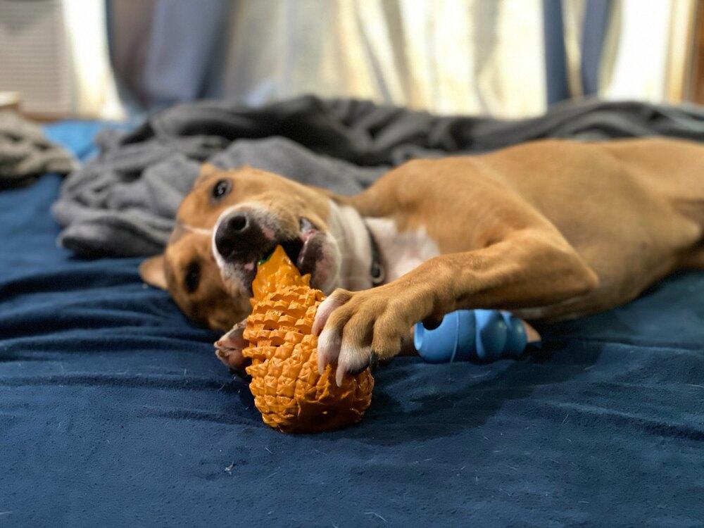 AC - Kody — thumbnail 3