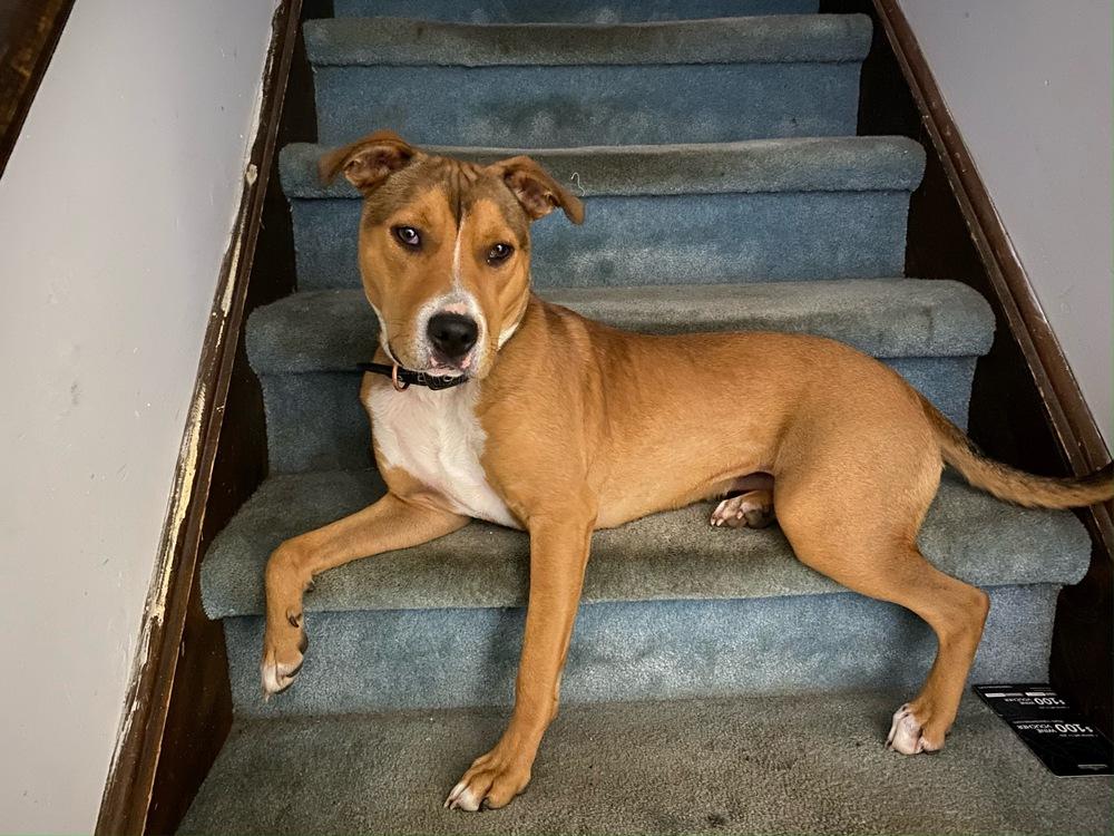 AC - Kody — thumbnail 4