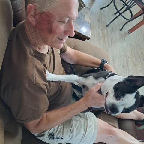 NAOMI, Adoptable, Senior Female Boston Terrier.