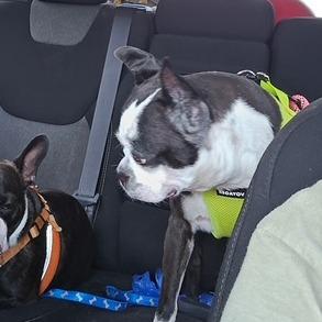 Enlarge NAOMI, a Adoptable Boston Terrier in Decatur, AL image 3/6