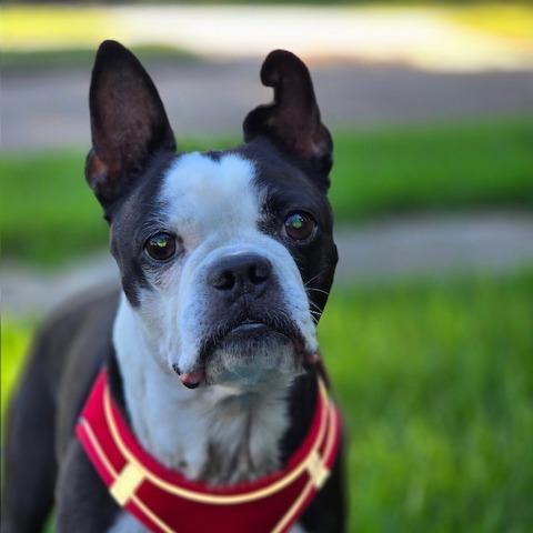 Enlarge NAOMI, a Adoptable Boston Terrier in Decatur, AL image 6/6