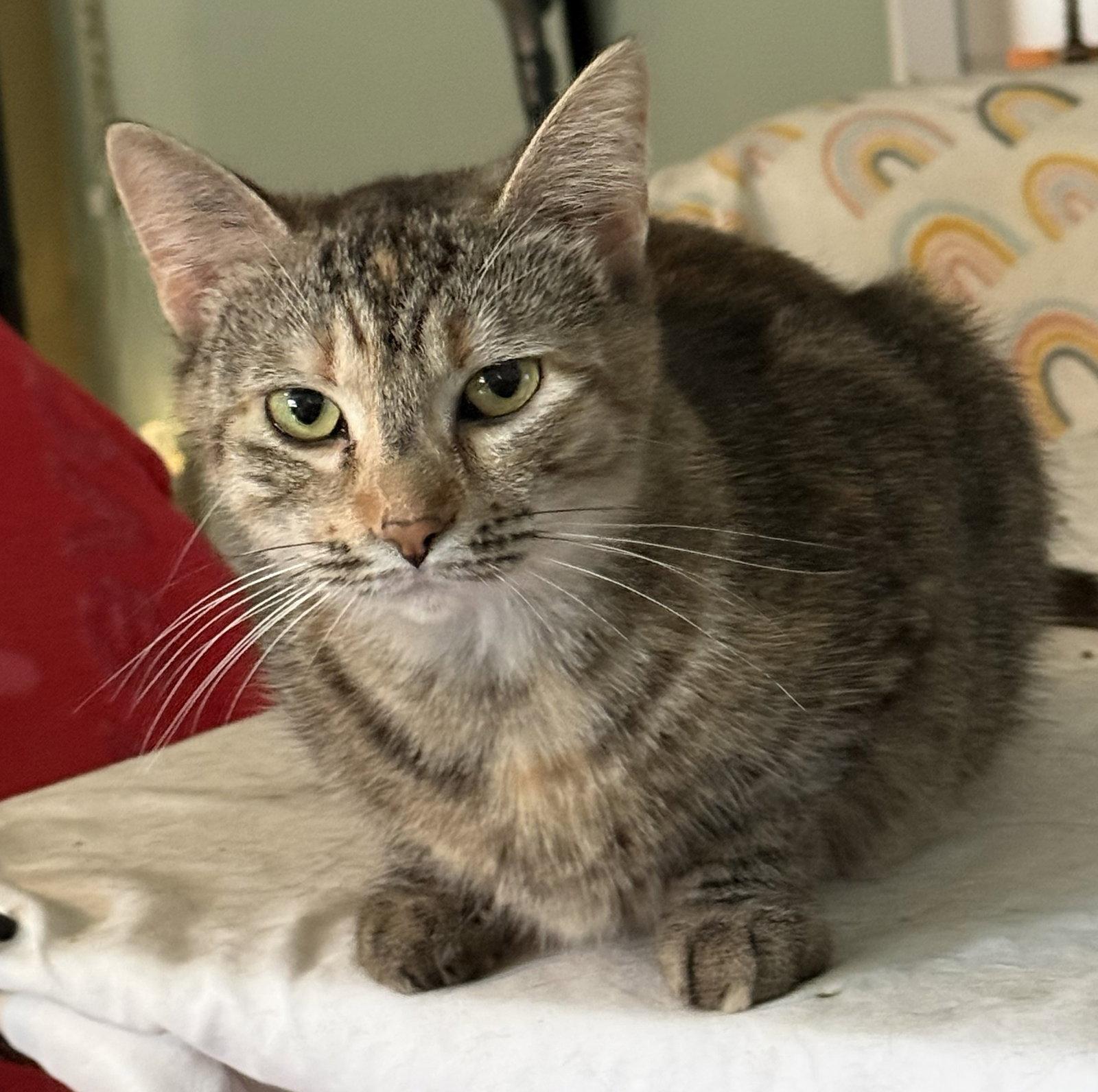 Twiggy, Adoptable, Adult Female Domestic Short Hair.