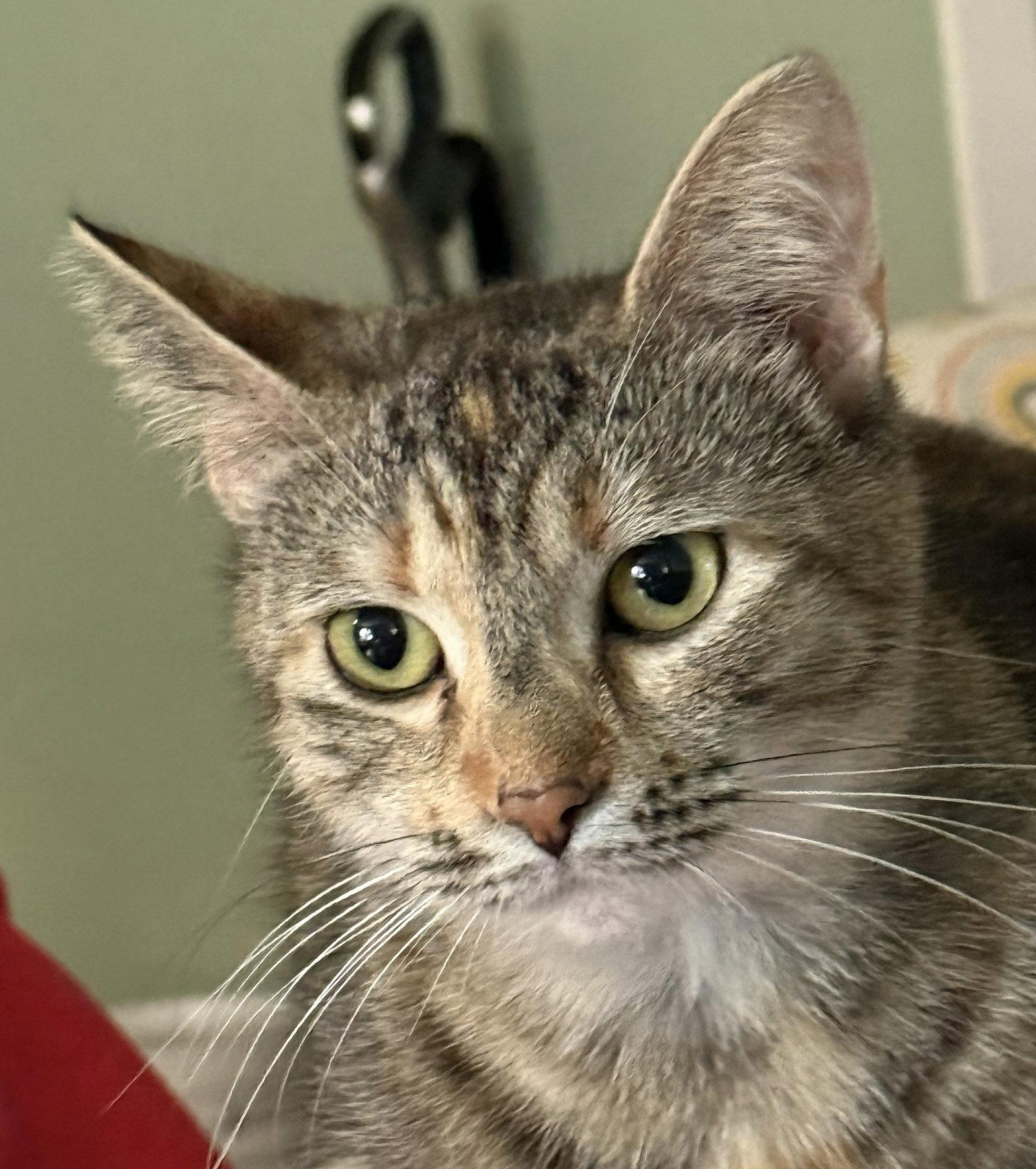 Enlarge Twiggy, a Adoptable Domestic Short Hair in Crossville, TN image 2/3