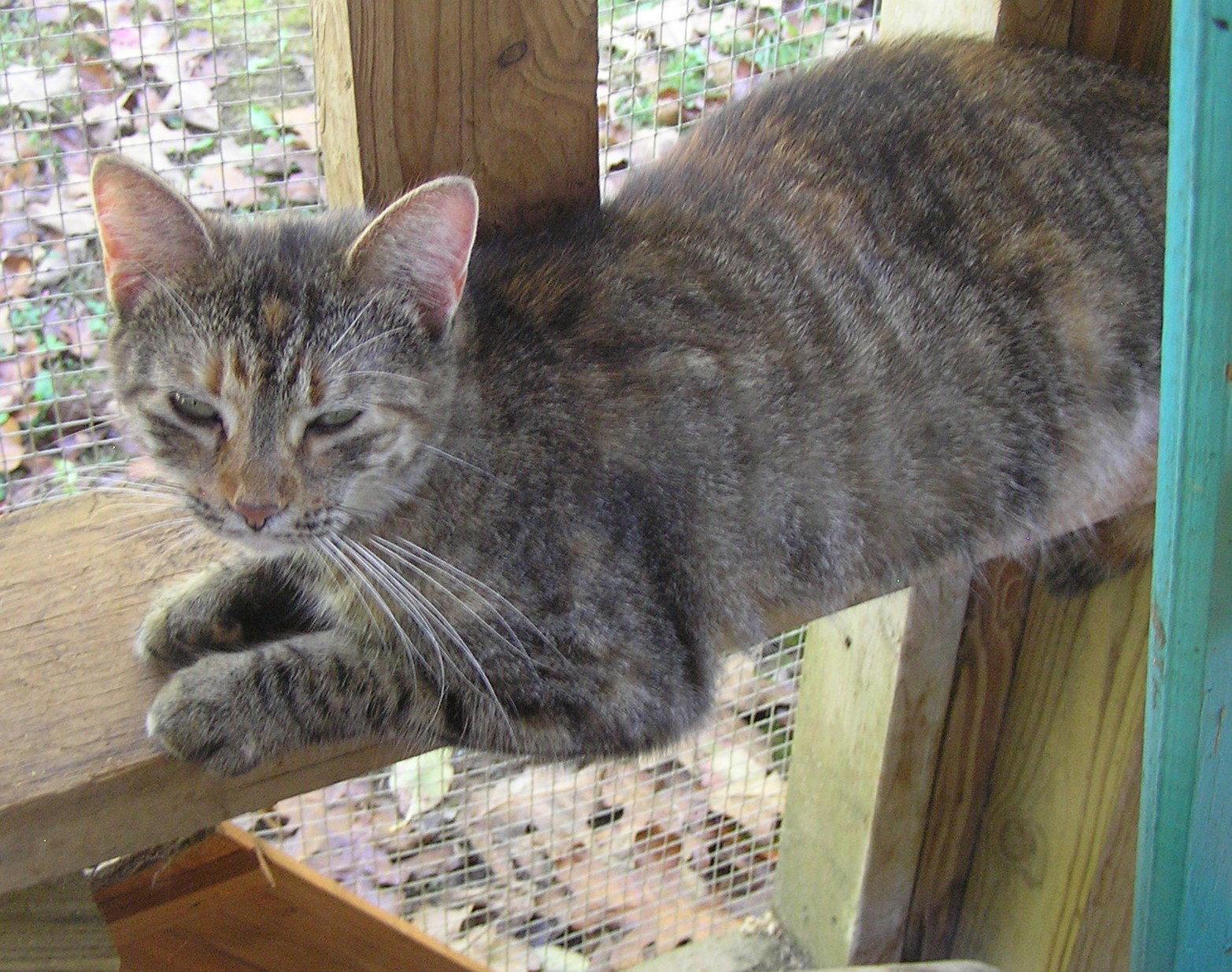 Enlarge Twiggy, a Adoptable Domestic Short Hair in Crossville, TN image 3/3