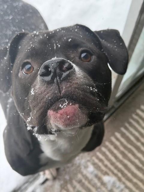 Enlarge ZEUS, a Adoptable mixed breed in Charlotte, NC image 1/2