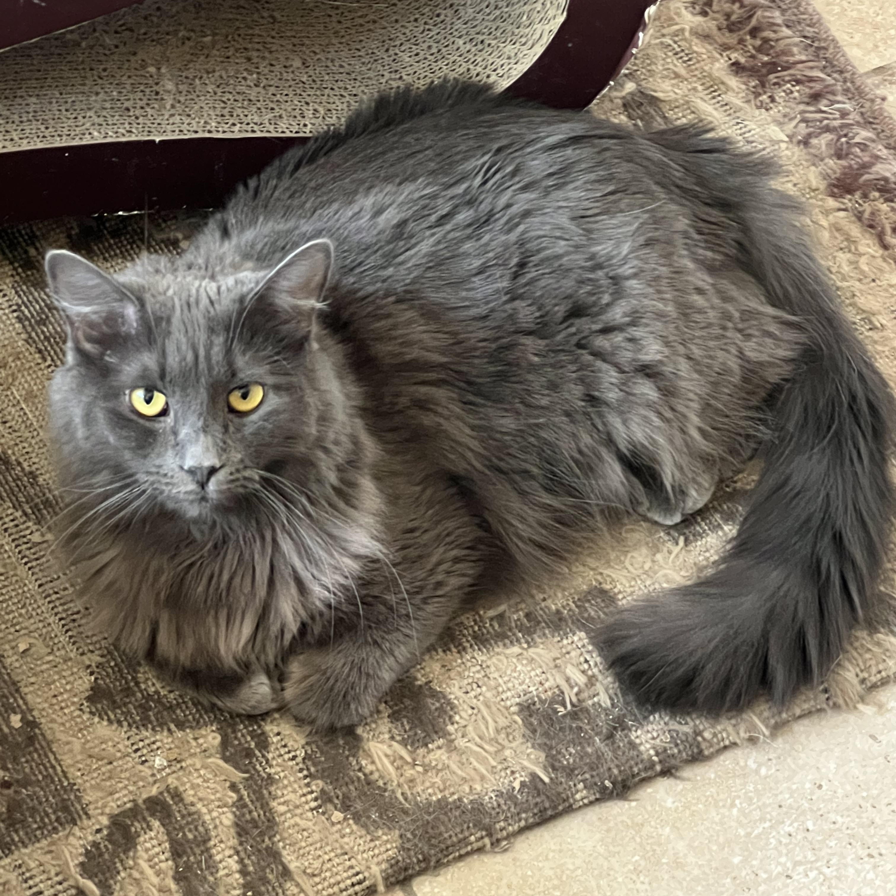 Enlarge Fluffy Grey Girl, a Adoptable Russian Blue in Glendora, CA image 2/4