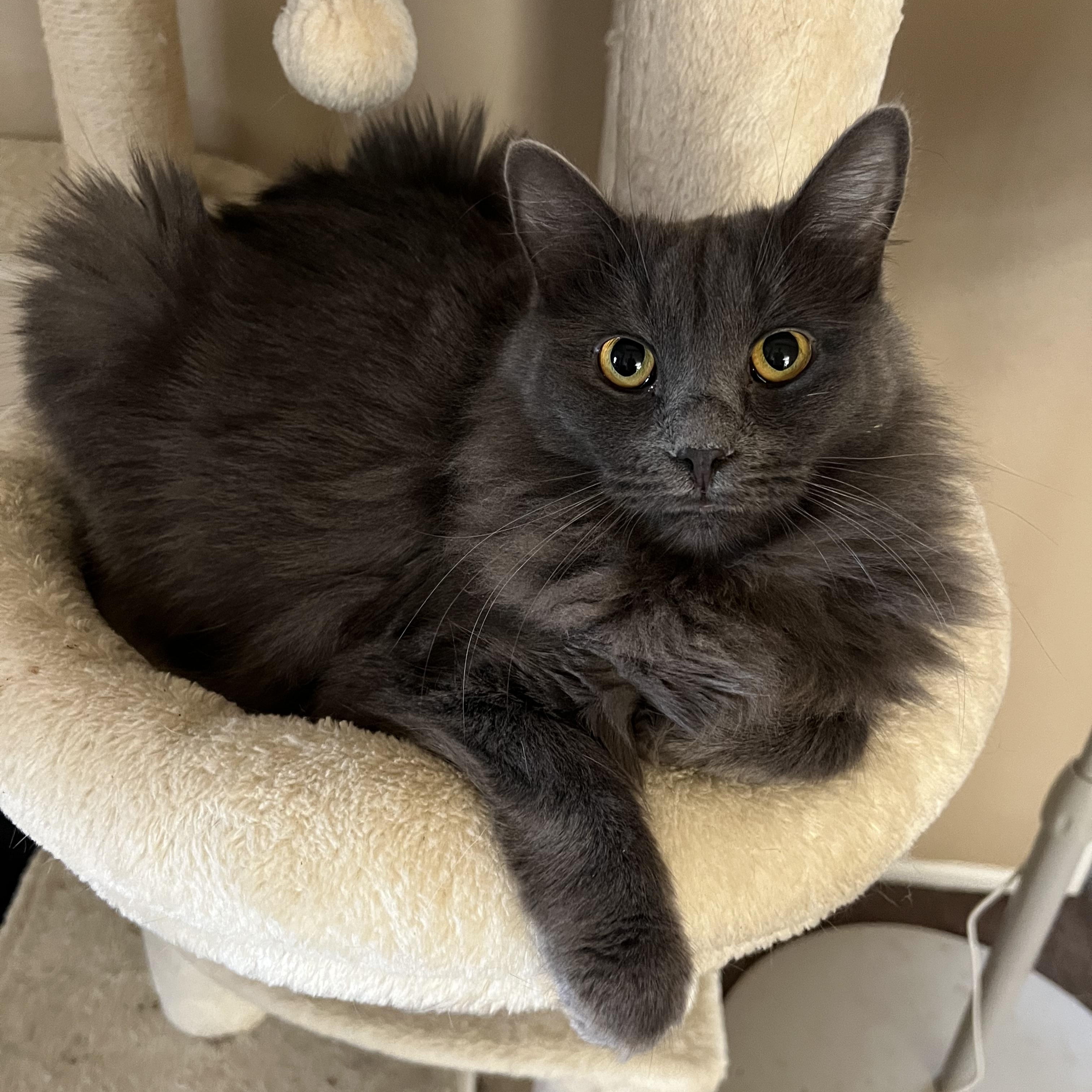 Enlarge Fluffy Grey Girl, a Adoptable Russian Blue in Glendora, CA image 3/4
