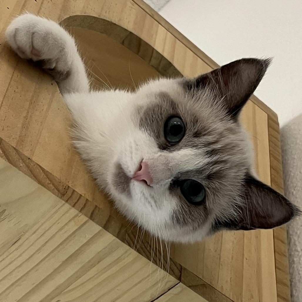 Frick, Adoptable, Young Male Domestic Short Hair.