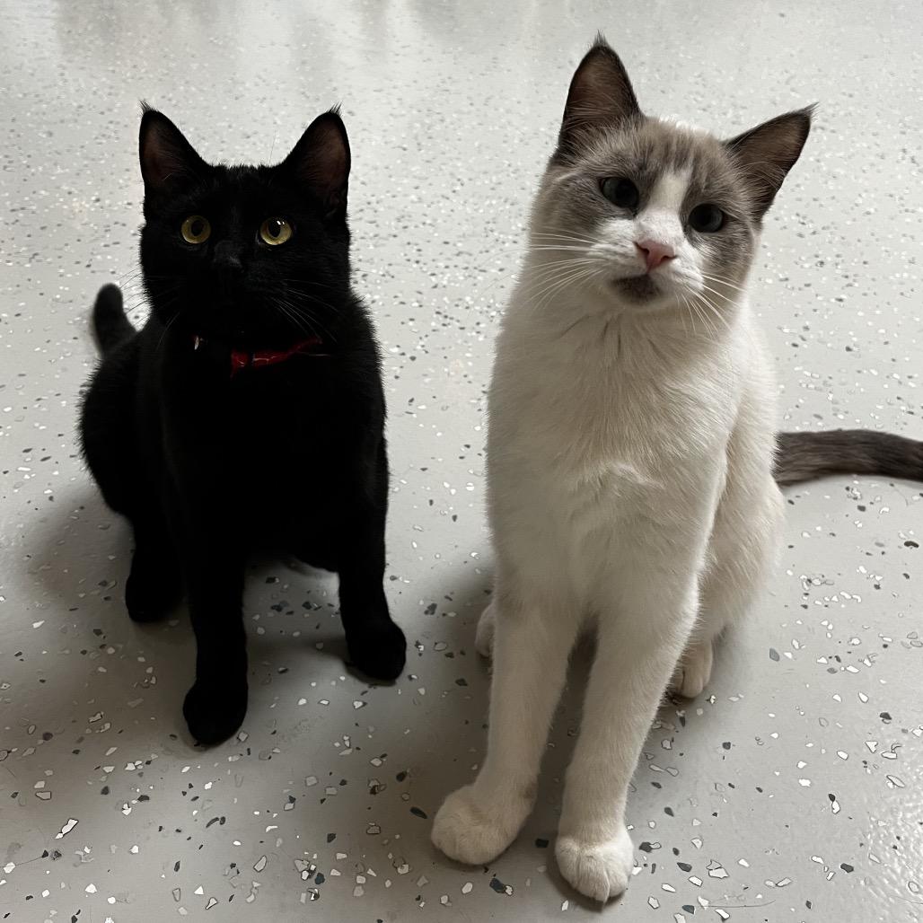 Enlarge Frick, a Adoptable Domestic Short Hair in Yucca Valley, CA image 2/6