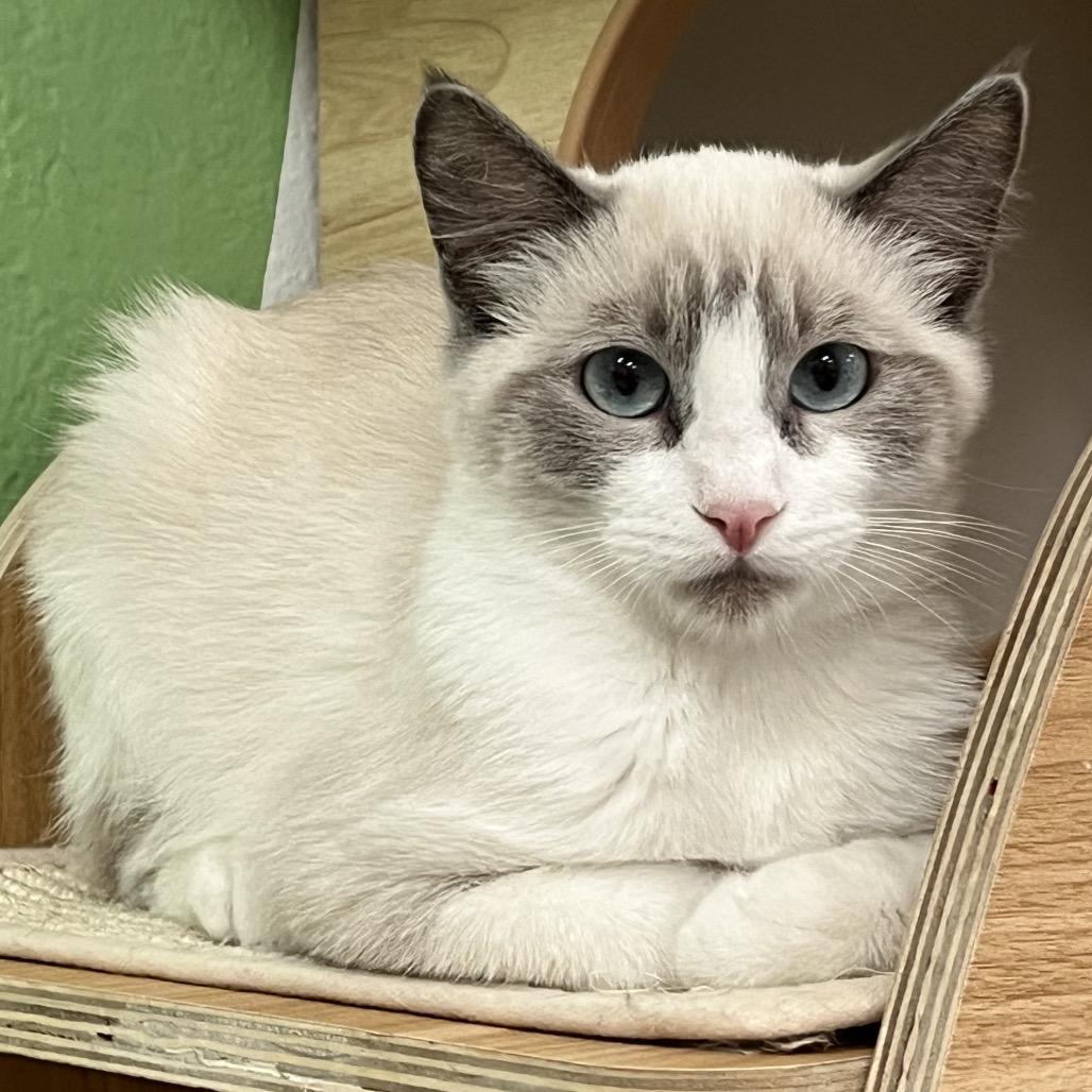 Enlarge Frick, a Adoptable Domestic Short Hair in Yucca Valley, CA image 3/6