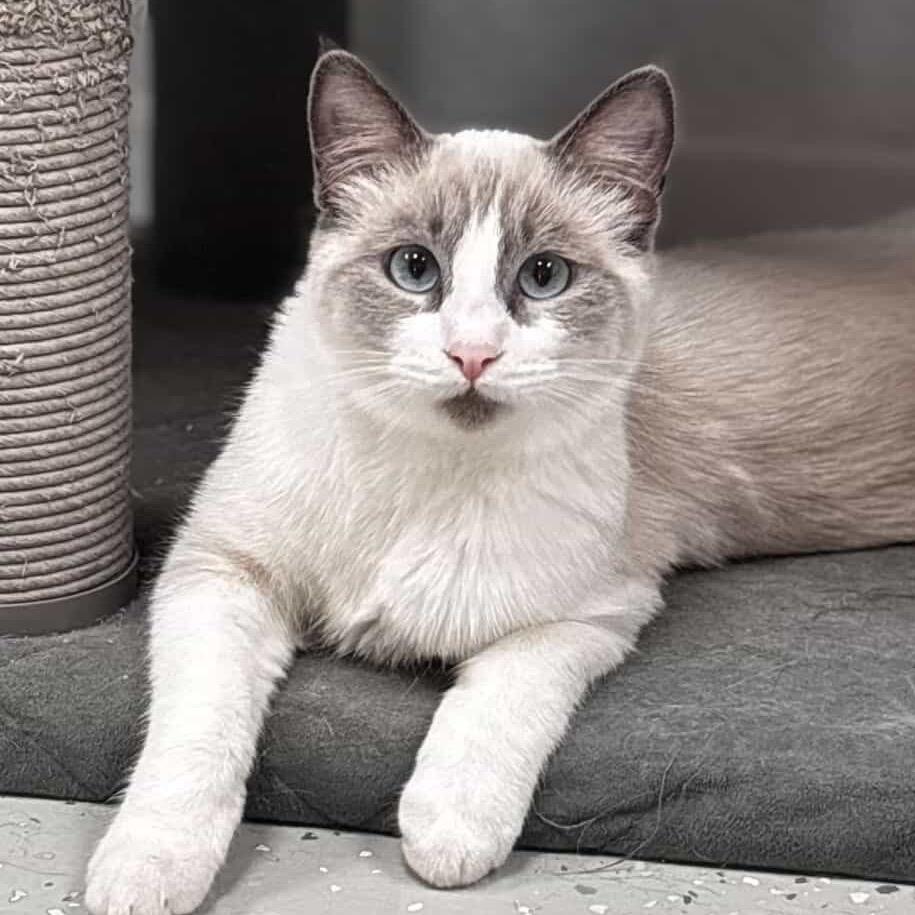 Enlarge Frick, a Adoptable Domestic Short Hair in Yucca Valley, CA image 4/6