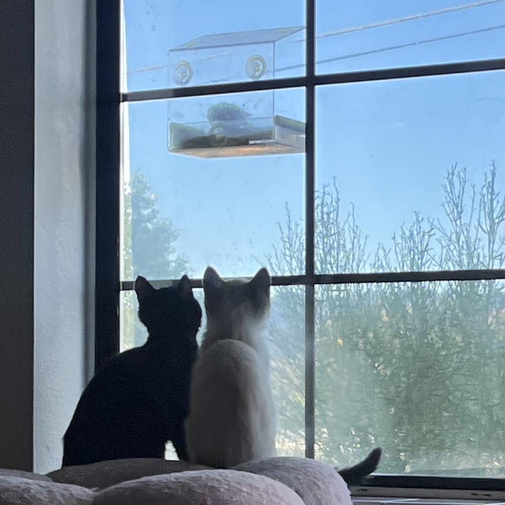 Enlarge Frick, a Adoptable Domestic Short Hair in Yucca Valley, CA image 5/6