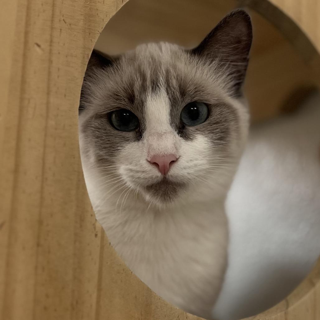 Enlarge Frick, a Adoptable Domestic Short Hair in Yucca Valley, CA image 6/6