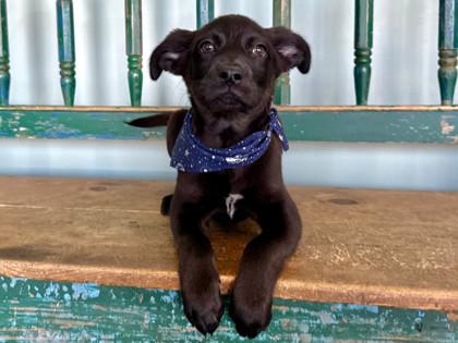 Mars, Adoptable, Puppy Male Border Collie & Chihuahua.
