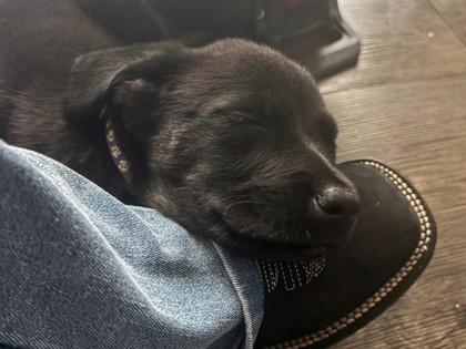 Mars, a Adoptable mixed breed in San Antonio, TX image 2/3