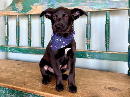 Mars, a Adoptable mixed breed in San Antonio, TX image 3/3