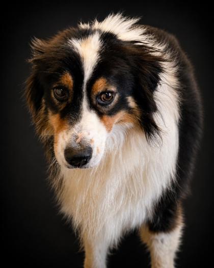 Banker (HW+), Adoptable, Adult Male Australian Shepherd & Mixed Breed.