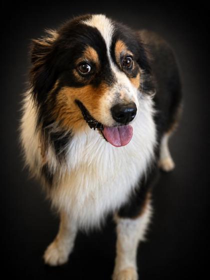 Banker (HW+), a Adoptable mixed breed in Bowling Green, KY image 2/3