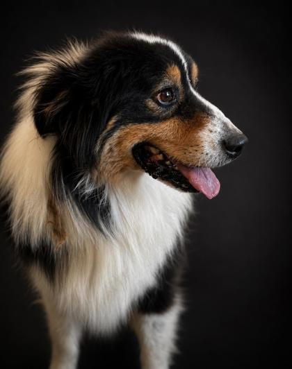 Banker (HW+), a Adoptable mixed breed in Bowling Green, KY image 3/3