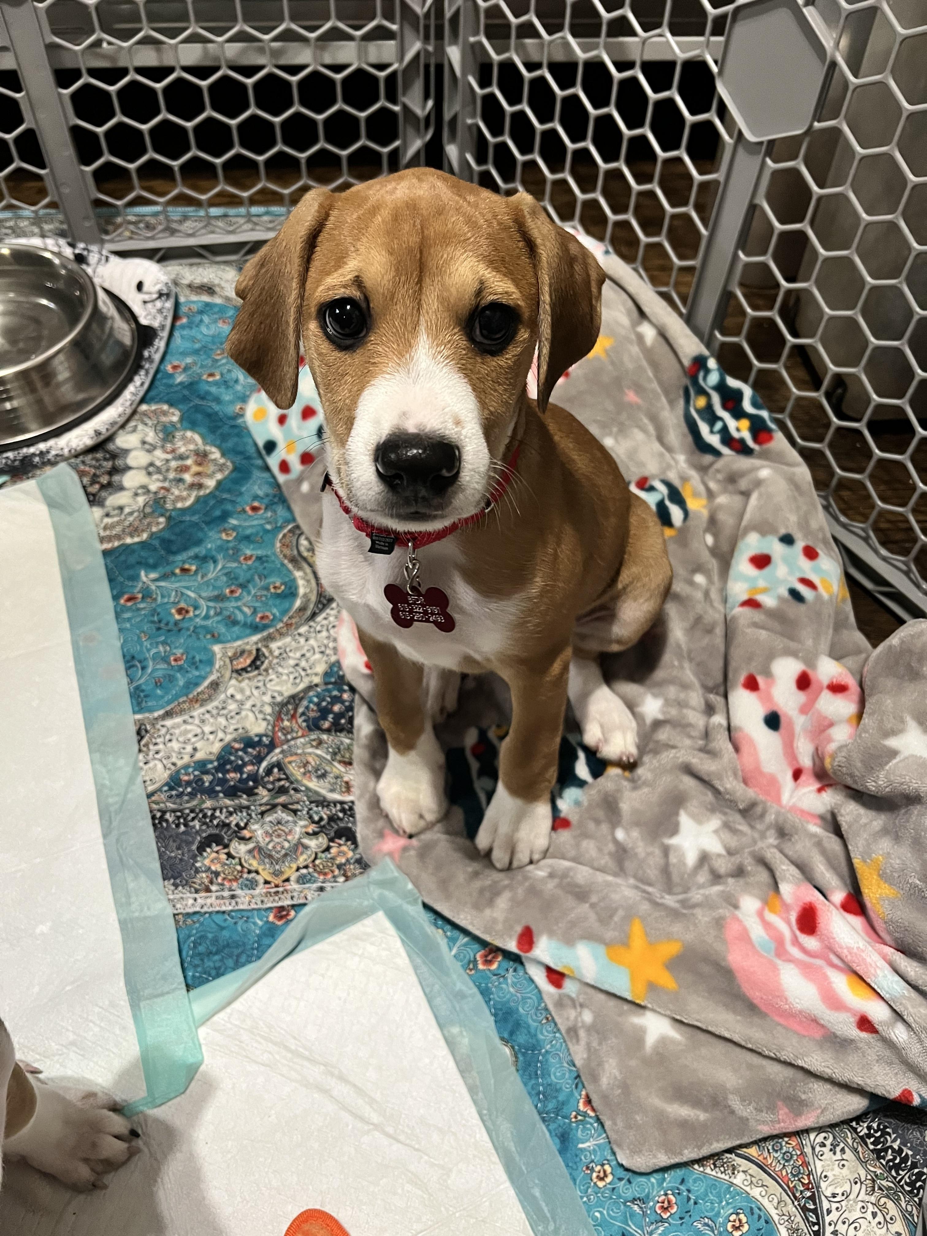 Dex, an adopted mixed breed in Inwood, WV image 5/5