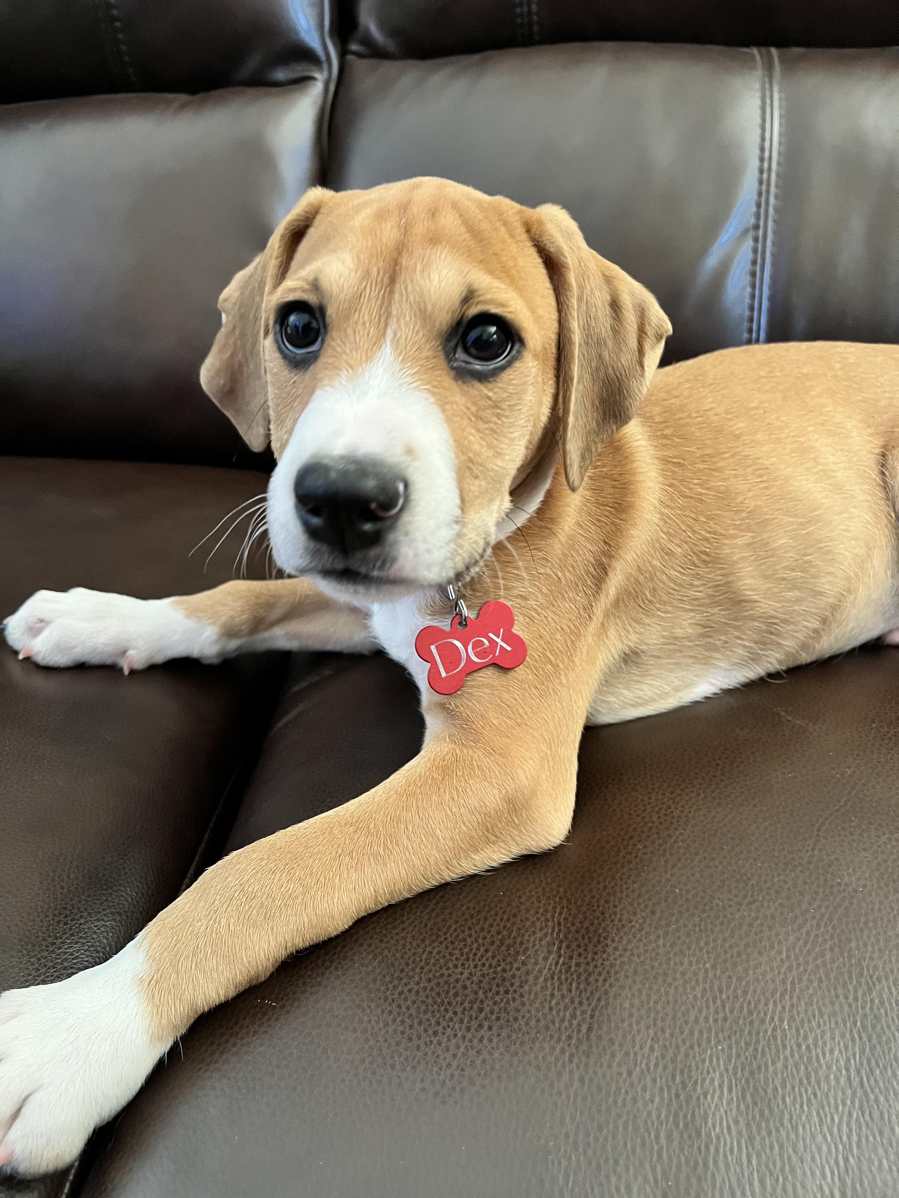 Dex, an adopted mixed breed in Inwood, WV image 4/5