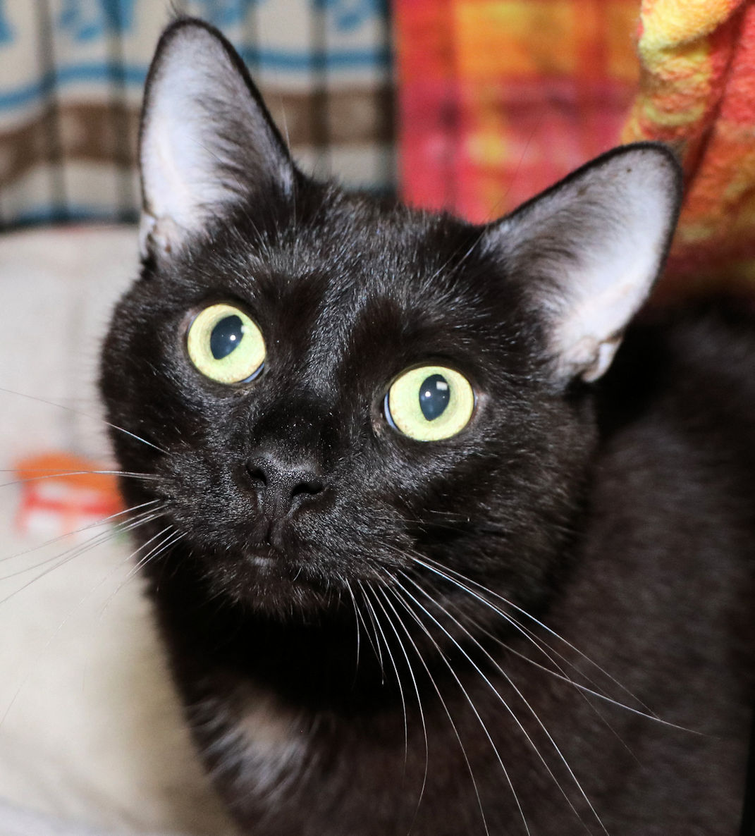 Squeaky, a Adoptable Domestic Short Hair in Cincinnati, OH image 1/3