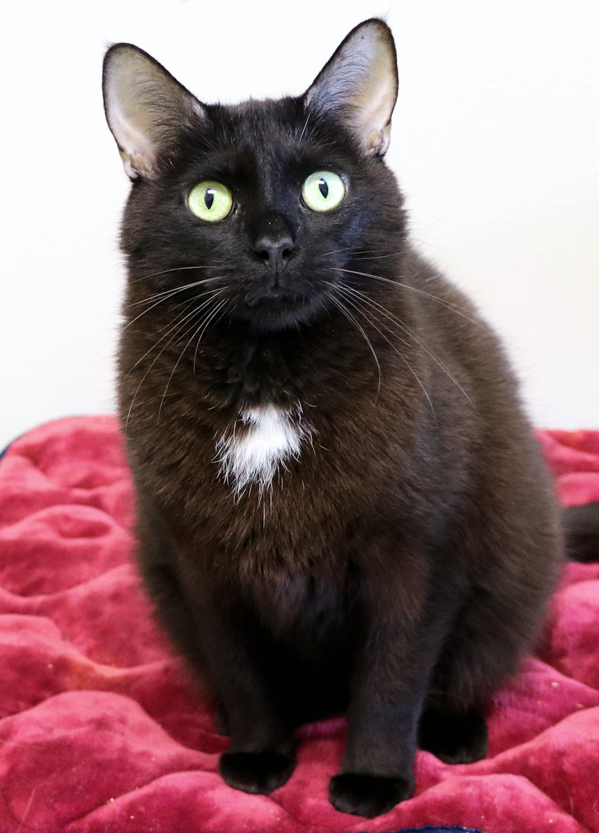 Squeaky, a Adoptable Domestic Short Hair in Cincinnati, OH image 2/3