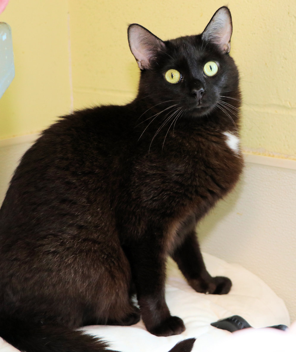 Squeaky, Adoptable, Adult Male Domestic Short Hair.
